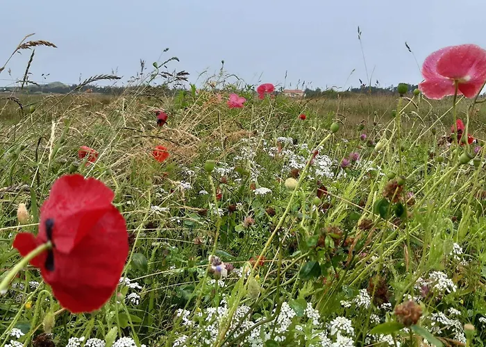 度假居 5 Person In Skagen-by Traum *